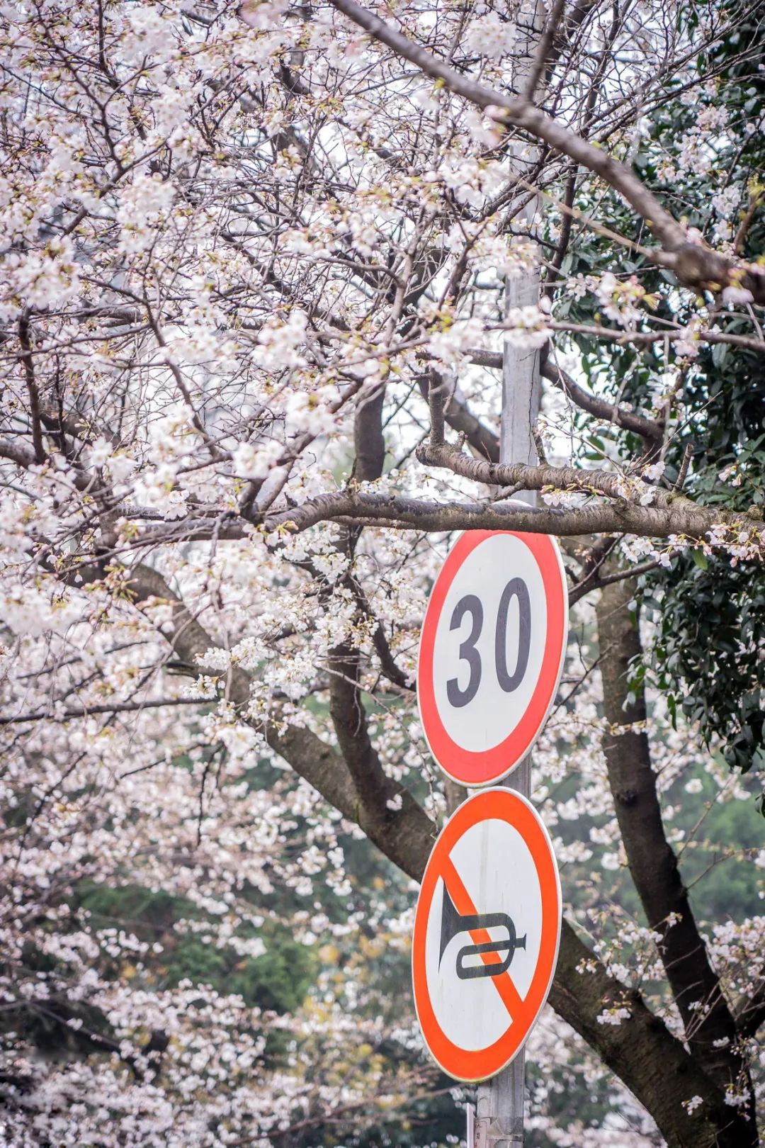 太美了~被武漢櫻花主題3D Mapping燈光秀給驚艷到了！