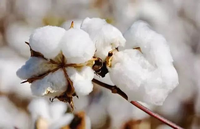 取暖全靠“抖”？在沒有棉襖、羽絨服的古代，是如何御寒的~(圖12)